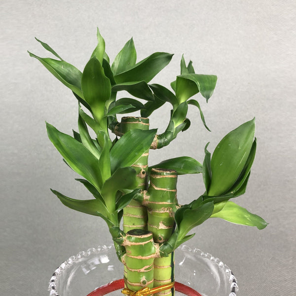 lucky lotus bamboo Lucky Lotus Bamboo Plant Gift Set