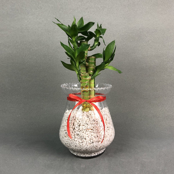 lucky bamboo as a gift Lucky Lotus Bamboo Plant Gift Set
