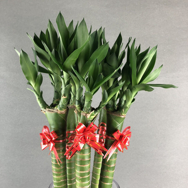 lucky bamboo malaysia Dragon Lucky Lotus Bamboo Plant