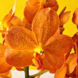 Ascocenda Orange Orchids - Orchids - Luxe Florist - - Eat Cake Today - Birthday Cake Delivery - KL/PJ/Malaysia