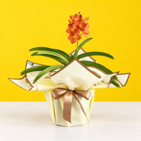 Ascocenda Orange Orchids - Orchids - Luxe Florist - - Eat Cake Today - Birthday Cake Delivery - KL/PJ/Malaysia