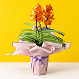 Ascocenda Orange Orchids - Orchids - Luxe Florist - - Eat Cake Today - Birthday Cake Delivery - KL/PJ/Malaysia