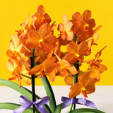 Ascocenda Orange Orchids - Orchids - Luxe Florist - - Eat Cake Today - Birthday Cake Delivery - KL/PJ/Malaysia