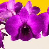 Bright Fuji Purple Dendrobium Orchids - Orchids - Luxe Florist - - Eat Cake Today - Birthday Cake Delivery - KL/PJ/Malaysia