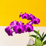 Bright Fuji Purple Dendrobium Orchids - Orchids - Luxe Florist - - Eat Cake Today - Birthday Cake Delivery - KL/PJ/Malaysia