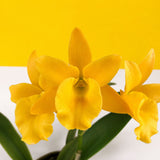 CNY Cattleya Orchids - Orchids - Luxe Florist - - Eat Cake Today - Birthday Cake Delivery - KL/PJ/Malaysia