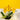 CNY Cattleya Orchids - Orchids - Luxe Florist - - Eat Cake Today - Birthday Cake Delivery - KL/PJ/Malaysia