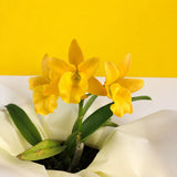 CNY Cattleya Orchids - Orchids - Luxe Florist - - Eat Cake Today - Birthday Cake Delivery - KL/PJ/Malaysia