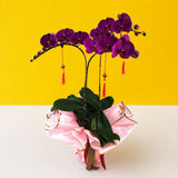 CNY Phalaenopsis Orchids - Orchids - Luxe Florist - - Eat Cake Today - Birthday Cake Delivery - KL/PJ/Malaysia