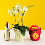 CNY Phalaenopsis Orchids - Orchids - Luxe Florist - - Eat Cake Today - Birthday Cake Delivery - KL/PJ/Malaysia