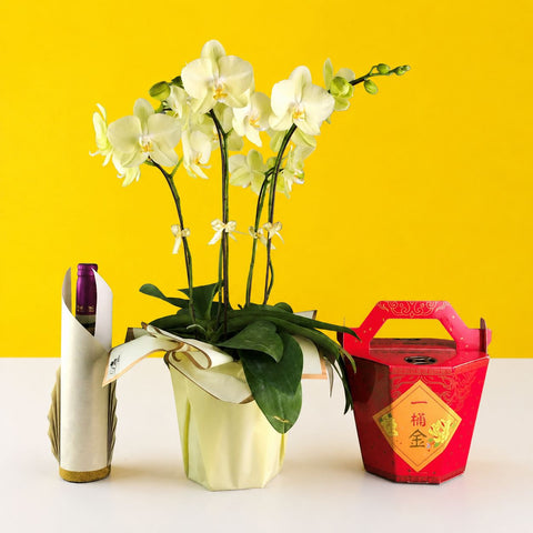 CNY Phalaenopsis Orchids - Orchids - Luxe Florist - - Eat Cake Today - Birthday Cake Delivery - KL/PJ/Malaysia