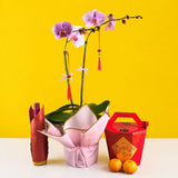 CNY Phalaenopsis Orchids - Orchids - Luxe Florist - - Eat Cake Today - Birthday Cake Delivery - KL/PJ/Malaysia
