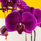 CNY Phalaenopsis Orchids - Orchids - Luxe Florist - - Eat Cake Today - Birthday Cake Delivery - KL/PJ/Malaysia