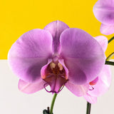 CNY Phalaenopsis Orchids - Orchids - Luxe Florist - - Eat Cake Today - Birthday Cake Delivery - KL/PJ/Malaysia