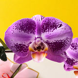 CNY Taiwan Phalaenopsis Orchids - Orchids - Luxe Florist - - Eat Cake Today - Birthday Cake Delivery - KL/PJ/Malaysia