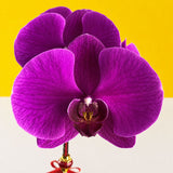 CNY Taiwan Phalaenopsis Orchids - Orchids - Luxe Florist - - Eat Cake Today - Birthday Cake Delivery - KL/PJ/Malaysia