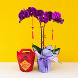 CNY Taiwan Phalaenopsis Orchids - Orchids - Luxe Florist - - Eat Cake Today - Birthday Cake Delivery - KL/PJ/Malaysia