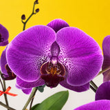 CNY Taiwan Phalaenopsis Orchids - Orchids - Luxe Florist - - Eat Cake Today - Birthday Cake Delivery - KL/PJ/Malaysia
