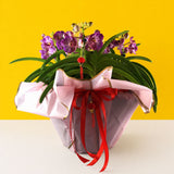 CNY Vanda Orchids - Orchids - Luxe Florist - - Eat Cake Today - Birthday Cake Delivery - KL/PJ/Malaysia