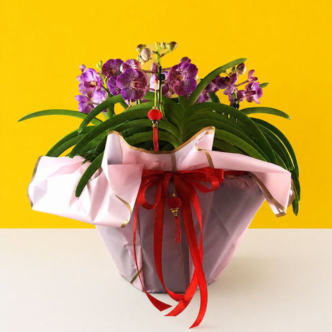 CNY Vanda Orchids - Orchids - Luxe Florist - - Eat Cake Today - Birthday Cake Delivery - KL/PJ/Malaysia