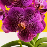 CNY Vanda Orchids - Orchids - Luxe Florist - - Eat Cake Today - Birthday Cake Delivery - KL/PJ/Malaysia