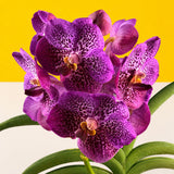 CNY Vanda Orchids - Orchids - Luxe Florist - - Eat Cake Today - Birthday Cake Delivery - KL/PJ/Malaysia