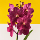 CNY Vanda Orchids - Orchids - Luxe Florist - - Eat Cake Today - Birthday Cake Delivery - KL/PJ/Malaysia