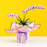 Dendrobium Enobi Purple Splash Orchids - Orchids - Luxe Florist - - Eat Cake Today - Birthday Cake Delivery - KL/PJ/Malaysia