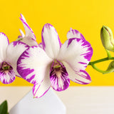 Dendrobium Enobi Purple Splash Orchids - Orchids - Luxe Florist - - Eat Cake Today - Birthday Cake Delivery - KL/PJ/Malaysia
