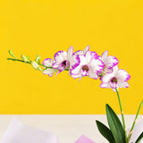 Dendrobium Enobi Purple Splash Orchids - Orchids - Luxe Florist - - Eat Cake Today - Birthday Cake Delivery - KL/PJ/Malaysia