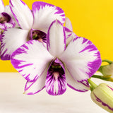 Dendrobium Enobi Purple Splash Orchids - Orchids - Luxe Florist - - Eat Cake Today - Birthday Cake Delivery - KL/PJ/Malaysia