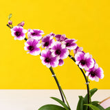 Dendrobium Yaya Purple Shaded White Orchids - Orchids - Luxe Florist - - Eat Cake Today - Birthday Cake Delivery - KL/PJ/Malaysia