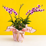 Dendrobium Yaya Purple Shaded White Orchids - Orchids - Luxe Florist - - Eat Cake Today - Birthday Cake Delivery - KL/PJ/Malaysia