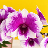 Dendrobium Yaya Purple Shaded White Orchids - Orchids - Luxe Florist - - Eat Cake Today - Birthday Cake Delivery - KL/PJ/Malaysia