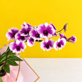 Dendrobium Yaya Purple Shaded White Orchids - Orchids - Luxe Florist - - Eat Cake Today - Birthday Cake Delivery - KL/PJ/Malaysia