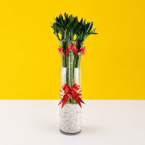 Dragon Lucky Lotus Bamboo Plant - Plants - Luxe Florist - - Eat Cake Today - Birthday Cake Delivery - KL/PJ/Malaysia