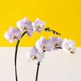 Light Pink Phalaenopsis Orchids - Orchids - Luxe Florist - - Eat Cake Today - Birthday Cake Delivery - KL/PJ/Malaysia