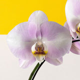 Light Pink Phalaenopsis Orchids - Orchids - Luxe Florist - - Eat Cake Today - Birthday Cake Delivery - KL/PJ/Malaysia