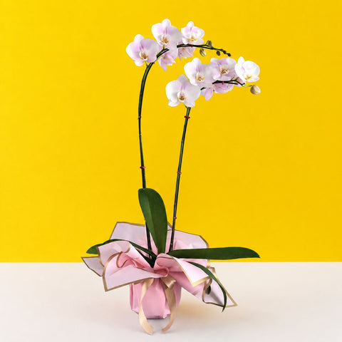 Light Pink Phalaenopsis Orchids - Orchids - Luxe Florist - - Eat Cake Today - Birthday Cake Delivery - KL/PJ/Malaysia