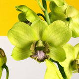 Lime Green Dendrobium Orchids - Orchids - Luxe Florist - - Eat Cake Today - Birthday Cake Delivery - KL/PJ/Malaysia
