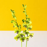 Lime Green Dendrobium Orchids - Orchids - Luxe Florist - - Eat Cake Today - Birthday Cake Delivery - KL/PJ/Malaysia