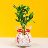 Lucky Lotus Bamboo Plant Gift Set - Flowers - Luxe Florist - - Eat Cake Today - Birthday Cake Delivery - KL/PJ/Malaysia
