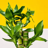 Lucky Lotus Bamboo Plant Gift Set - Flowers - Luxe Florist - - Eat Cake Today - Birthday Cake Delivery - KL/PJ/Malaysia