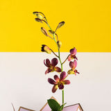 Maroon Gold Bicolor Dendrobium Orchids - Orchids - Luxe Florist - - Eat Cake Today - Birthday Cake Delivery - KL/PJ/Malaysia