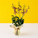 Maroon Gold Bicolor Dendrobium Orchids - Orchids - Luxe Florist - - Eat Cake Today - Birthday Cake Delivery - KL/PJ/Malaysia