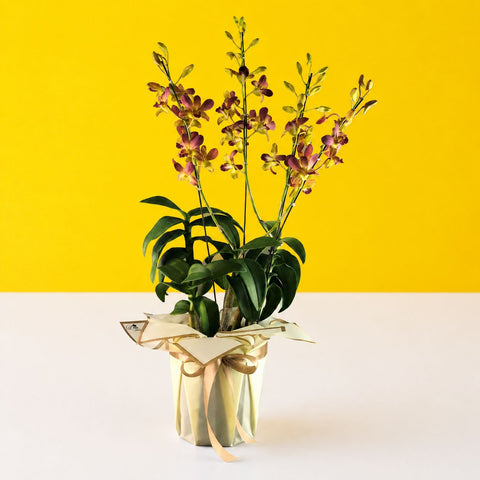 Maroon Gold Bicolor Dendrobium Orchids - Orchids - Luxe Florist - - Eat Cake Today - Birthday Cake Delivery - KL/PJ/Malaysia