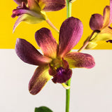 Maroon Gold Bicolor Dendrobium Orchids - Orchids - Luxe Florist - - Eat Cake Today - Birthday Cake Delivery - KL/PJ/Malaysia