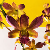 Maroon Gold Bicolor Dendrobium Orchids - Orchids - Luxe Florist - - Eat Cake Today - Birthday Cake Delivery - KL/PJ/Malaysia