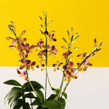 Maroon Gold Bicolor Dendrobium Orchids - Orchids - Luxe Florist - - Eat Cake Today - Birthday Cake Delivery - KL/PJ/Malaysia