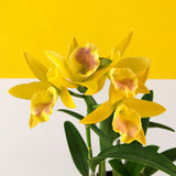 Mini Yellow Cattleya Orchids - Orchids - Luxe Florist - - Eat Cake Today - Birthday Cake Delivery - KL/PJ/Malaysia